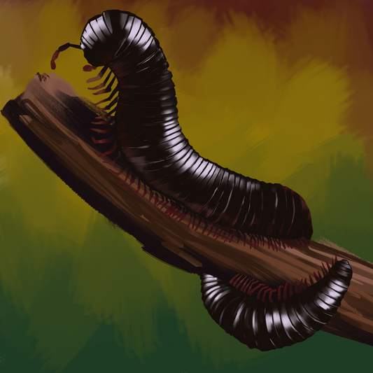 Digital Illustration Print: Undulate 🐛